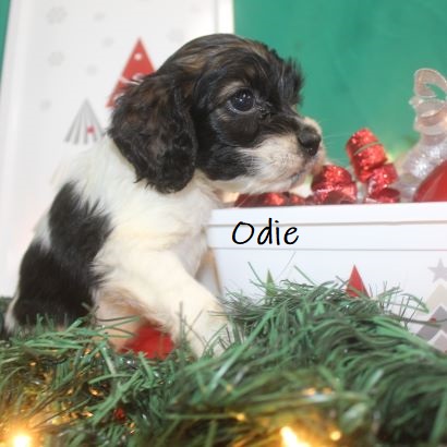 puppy, for, sale, Cocker Spaniel, Joe & Cherri  Overlease, dog, breeder, Miller, MO, dog-breeder, puppy-for-sale, forsale, nearby, find, puppyfind, locator, puppylocator, aca